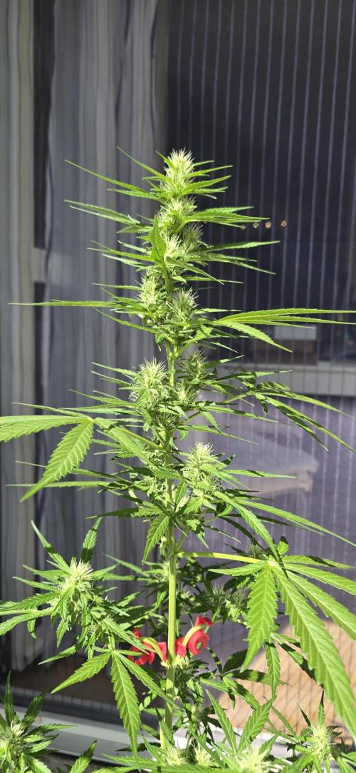 Green Crack Auto FastBuds. Week 8