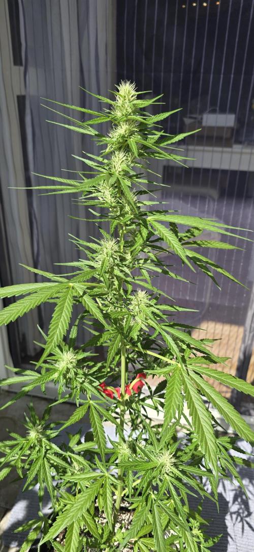 Green Crack Auto FastBuds. Week 8