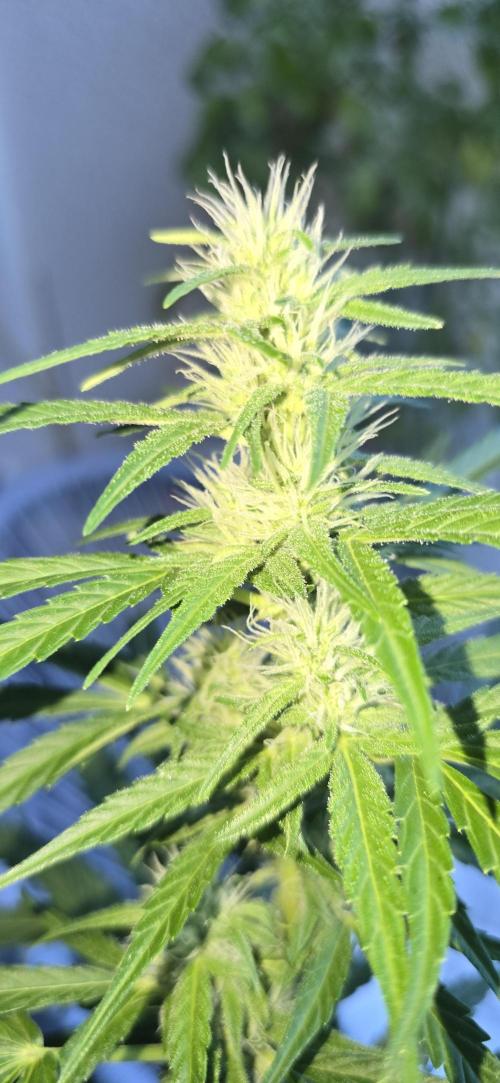 Green Crack Auto FastBuds. Week 8