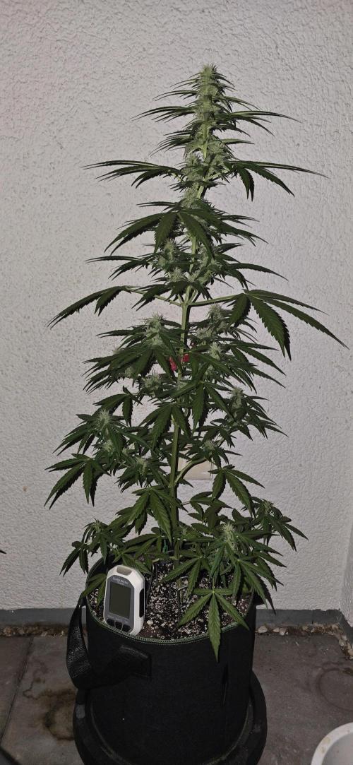 Green Crack Auto FastBuds. Week 8