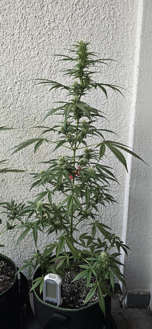 Green Crack Auto FastBuds. Week 8
