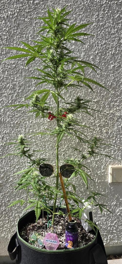Green Crack Auto FastBuds. Week 8
