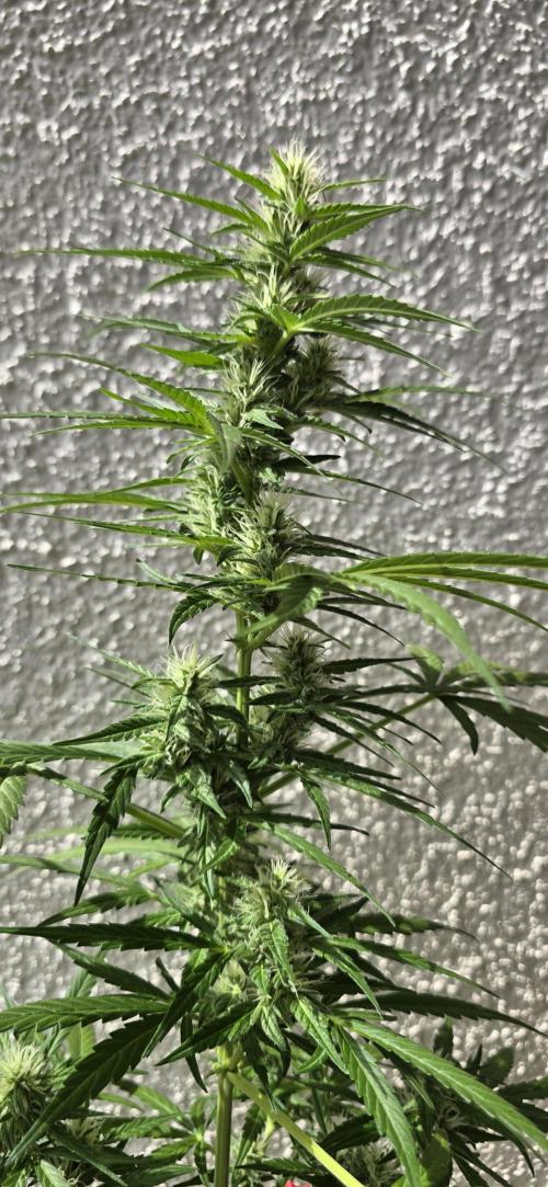 Green Crack Auto FastBuds. Week 8