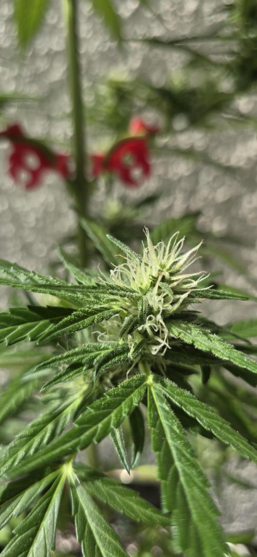 Green Crack Auto FastBuds. Week 8