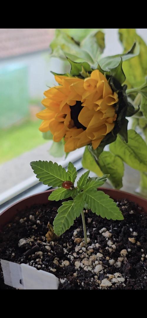 Cherry Cola Auto. Week 1