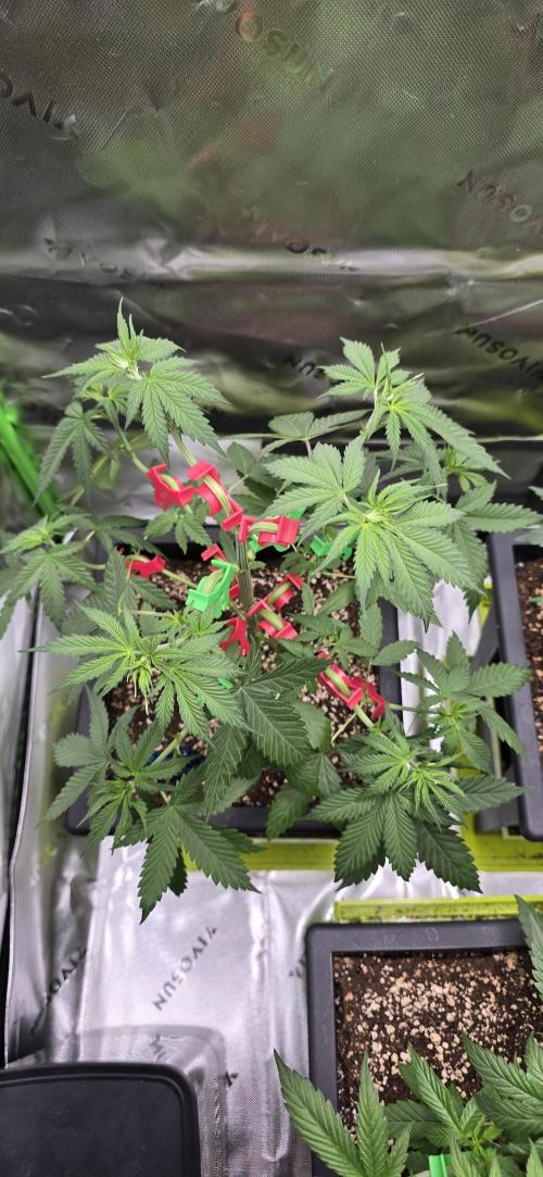 TropicanaCookies, LemonMuffin, TrueMints. Week 6