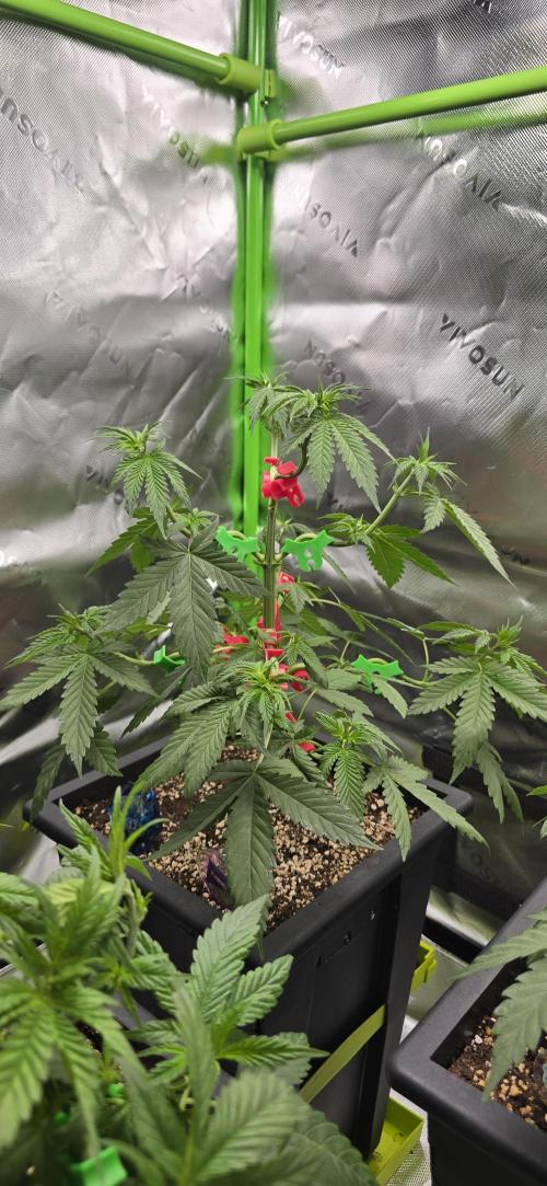 TropicanaCookies, LemonMuffin, TrueMints. Week 6