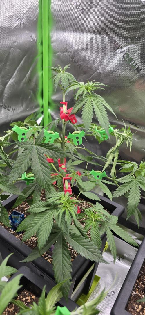 TropicanaCookies, LemonMuffin, TrueMints. Week 6