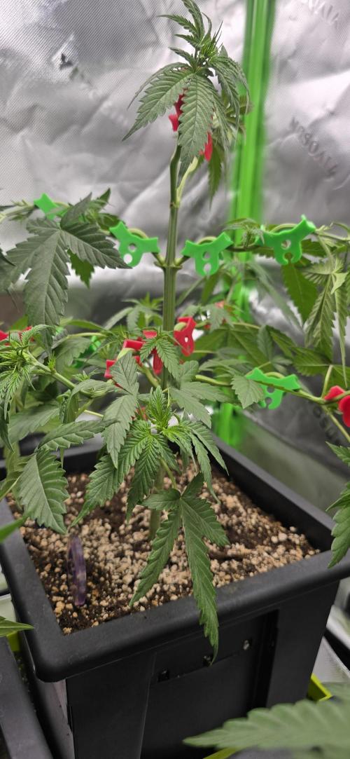 TropicanaCookies, LemonMuffin, TrueMints. Week 6
