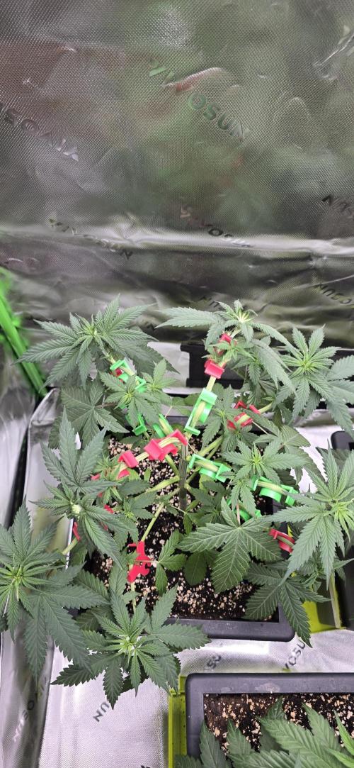 TropicanaCookies, LemonMuffin, TrueMints. Week 6