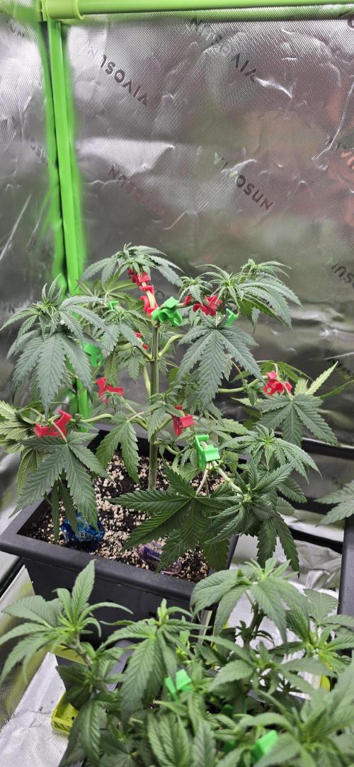 TropicanaCookies, LemonMuffin, TrueMints. Week 6