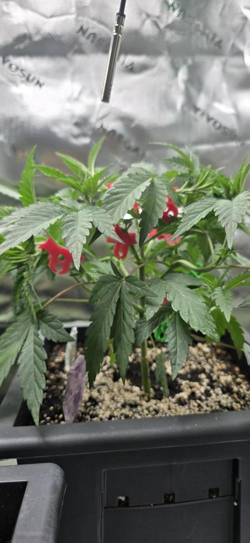 TropicanaCookies, LemonMuffin, TrueMints. Week 6