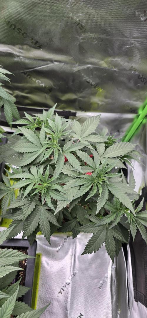 TropicanaCookies, LemonMuffin, TrueMints. Week 6