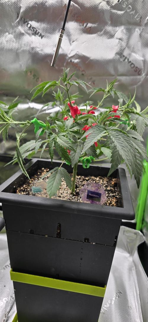 TropicanaCookies, LemonMuffin, TrueMints. Week 6