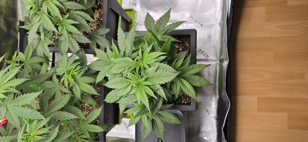 TropicanaCookies, LemonMuffin, TrueMints. Week 6