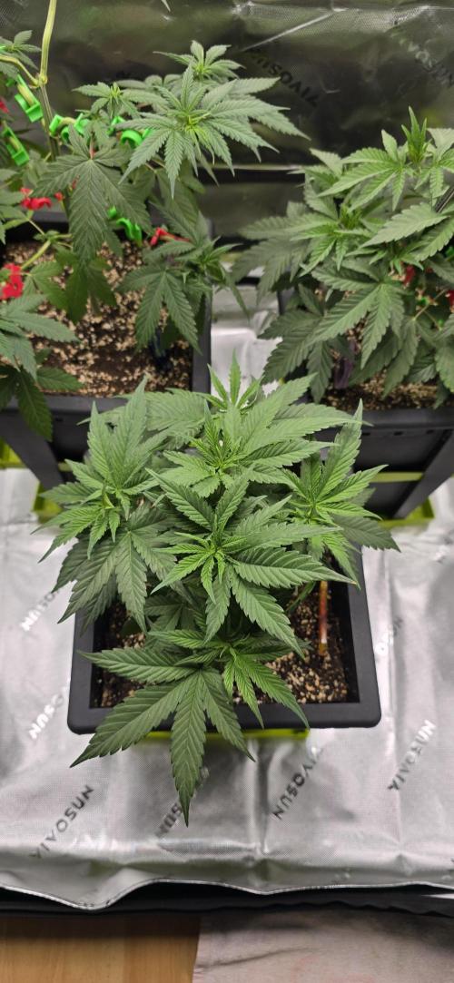 TropicanaCookies, LemonMuffin, TrueMints. Week 6