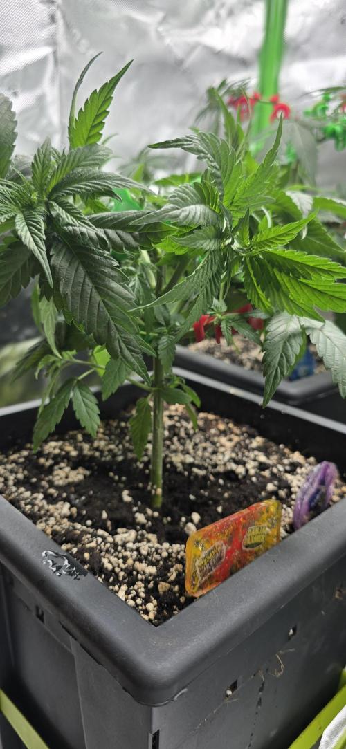 TropicanaCookies, LemonMuffin, TrueMints. Week 6