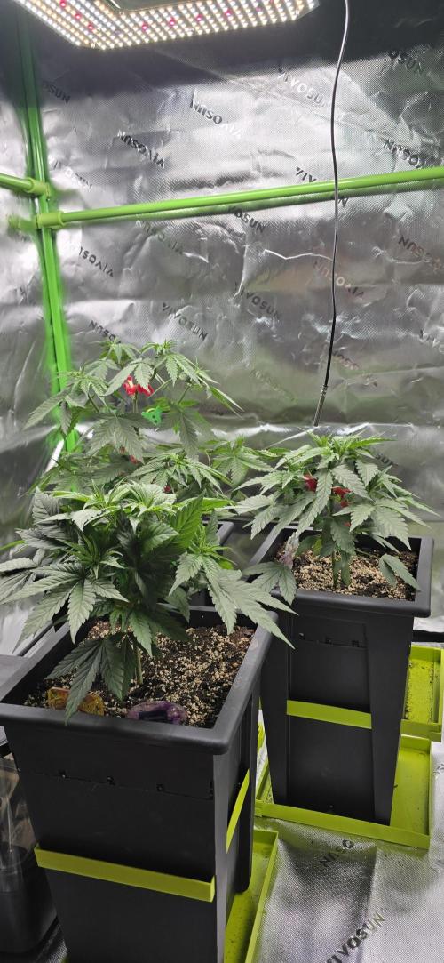 TropicanaCookies, LemonMuffin, TrueMints. Week 6