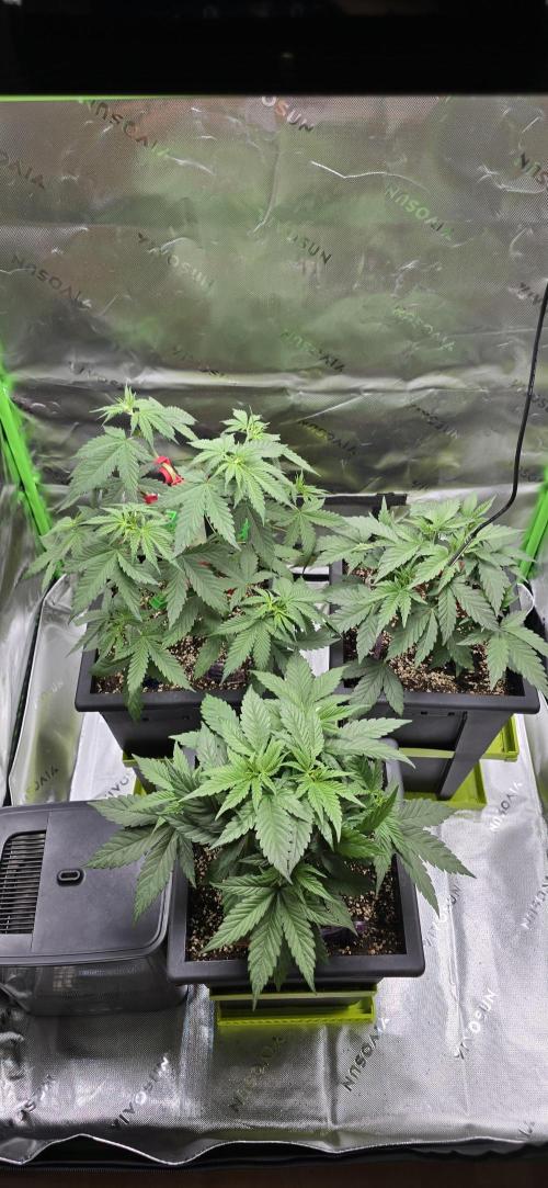 TropicanaCookies, LemonMuffin, TrueMints. Week 6