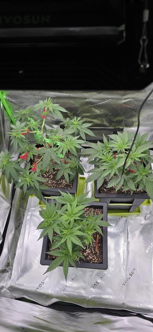 TropicanaCookies, LemonMuffin, TrueMints. Week 6