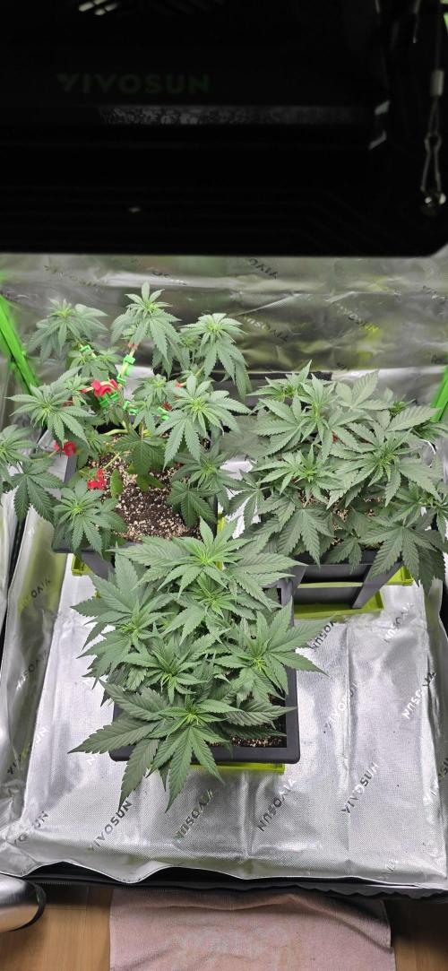 TropicanaCookies, LemonMuffin, TrueMints. Week 7