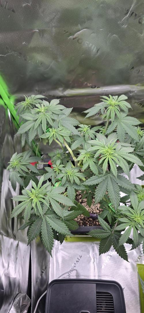 TropicanaCookies, LemonMuffin, TrueMints. Week 7