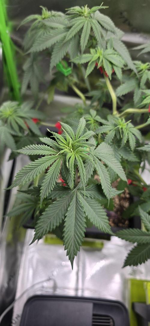 TropicanaCookies, LemonMuffin, TrueMints. Week 7