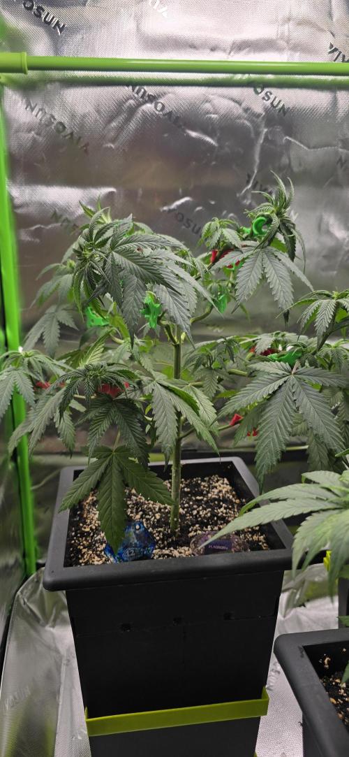 TropicanaCookies, LemonMuffin, TrueMints. Week 7