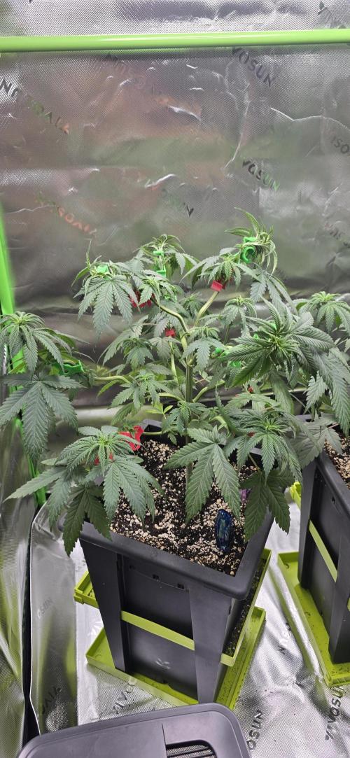 TropicanaCookies, LemonMuffin, TrueMints. Week 7