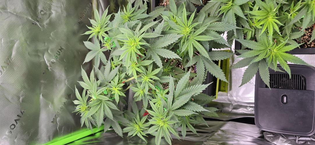 TropicanaCookies, LemonMuffin, TrueMints. Week 7