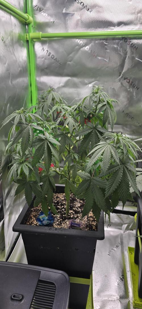 TropicanaCookies, LemonMuffin, TrueMints. Week 7