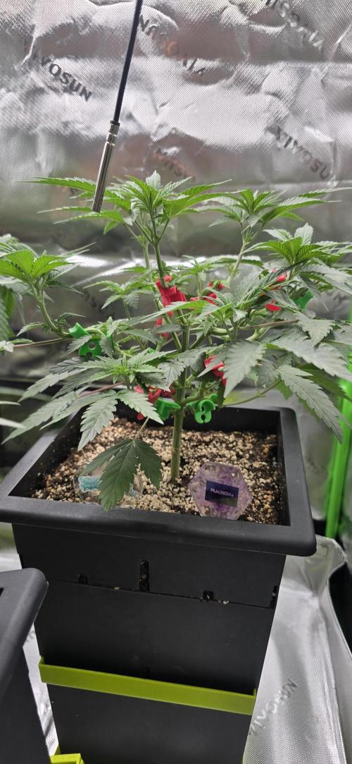 TropicanaCookies, LemonMuffin, TrueMints. Week 7