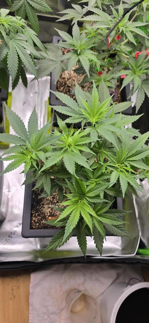 TropicanaCookies, LemonMuffin, TrueMints. Week 7