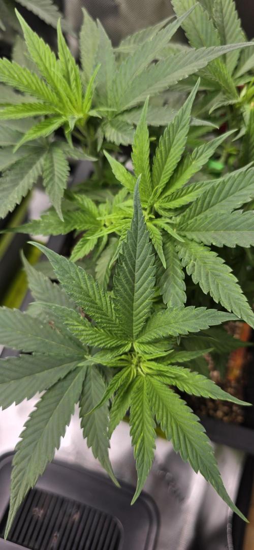 TropicanaCookies, LemonMuffin, TrueMints. Week 7