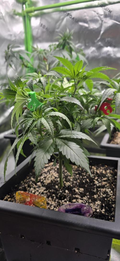 TropicanaCookies, LemonMuffin, TrueMints. Week 7
