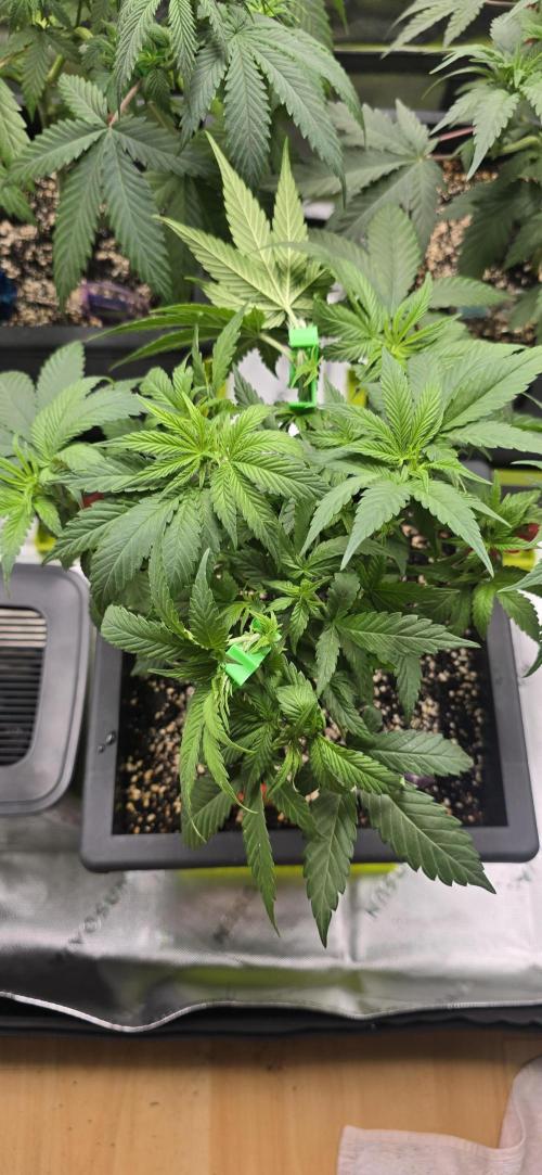 TropicanaCookies, LemonMuffin, TrueMints. Week 7