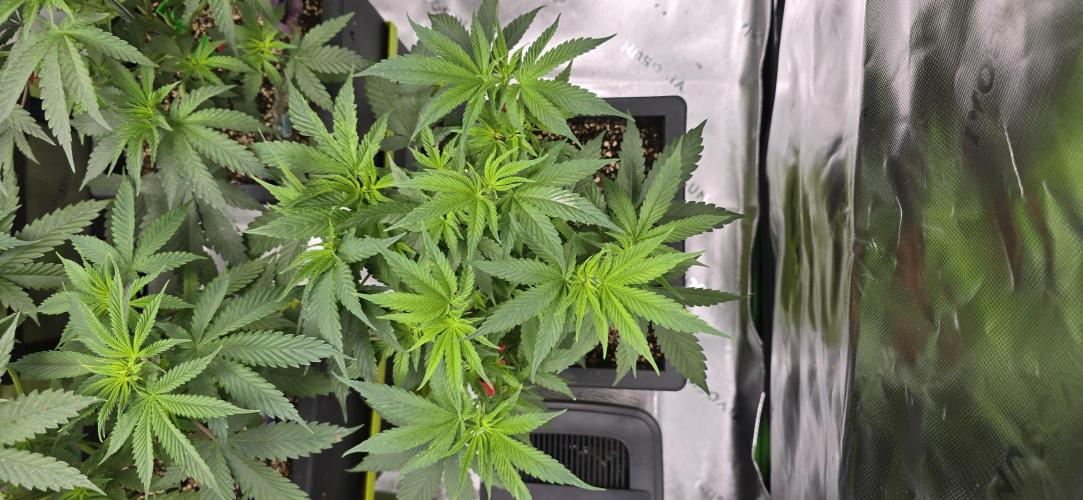 TropicanaCookies, LemonMuffin, TrueMints. Week 7