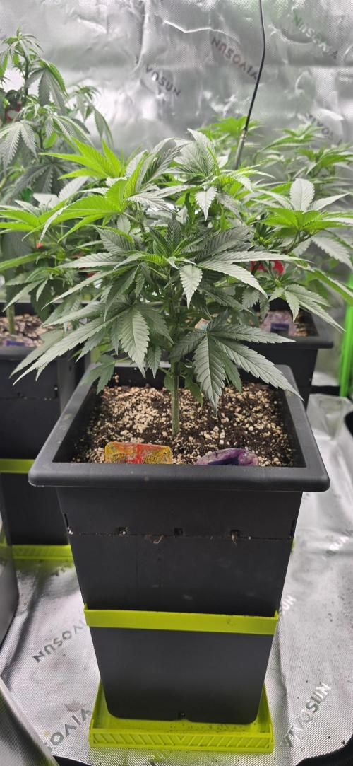 TropicanaCookies, LemonMuffin, TrueMints. Week 7