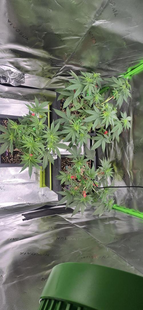 TropicanaCookies, LemonMuffin, TrueMints. Week 7