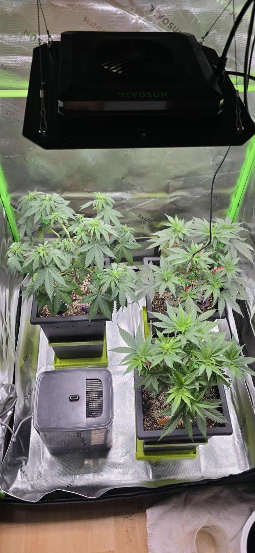 TropicanaCookies, LemonMuffin, TrueMints. Week 7