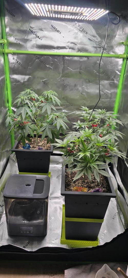 TropicanaCookies, LemonMuffin, TrueMints. Week 7