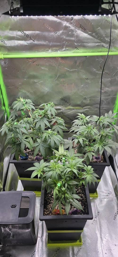 TropicanaCookies, LemonMuffin, TrueMints. Week 7