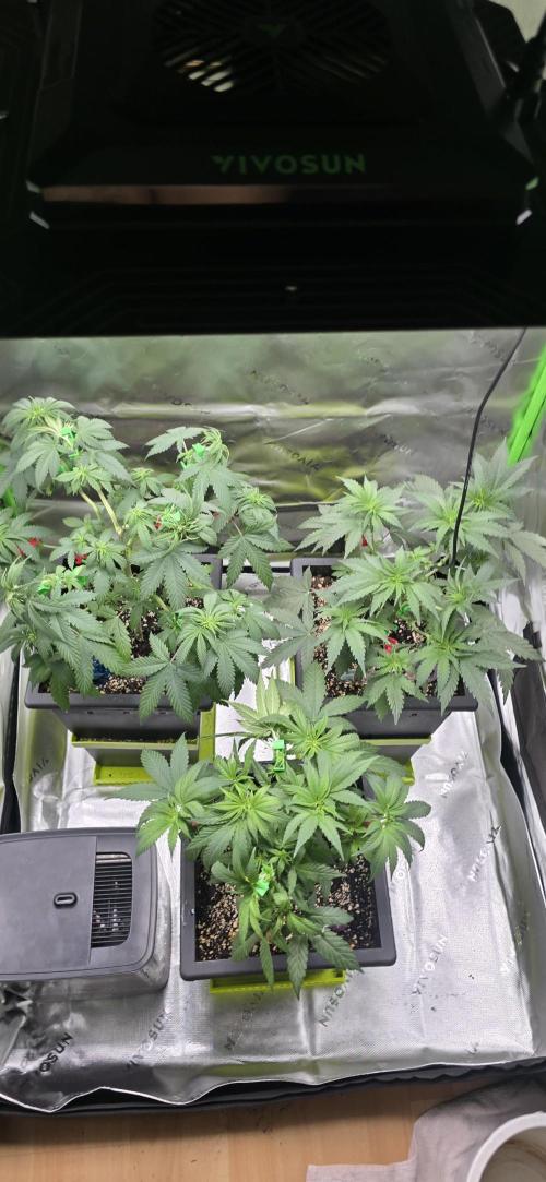 TropicanaCookies, LemonMuffin, TrueMints. Week 7