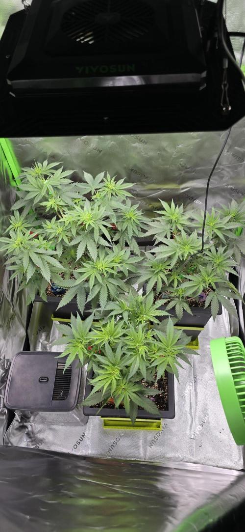TropicanaCookies, LemonMuffin, TrueMints. Week 7