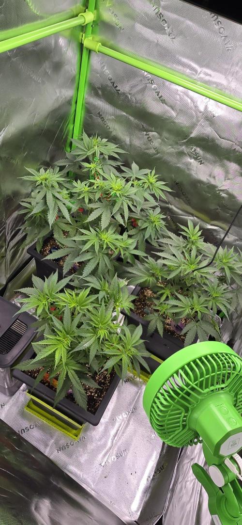 TropicanaCookies, LemonMuffin, TrueMints. Week 7