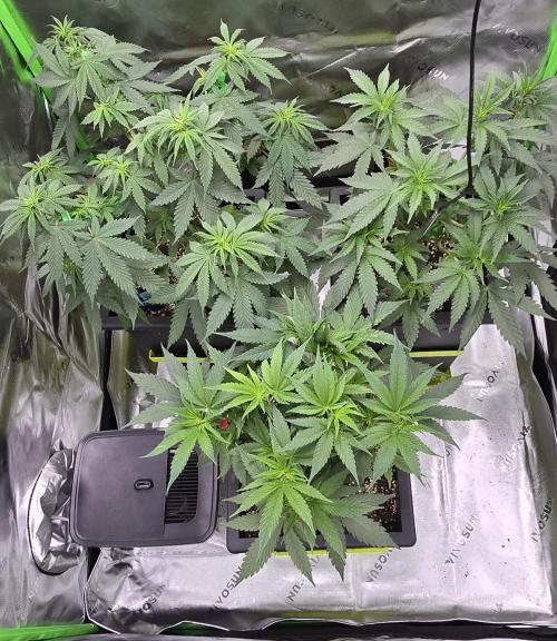 TropicanaCookies, LemonMuffin, TrueMints. Week 7