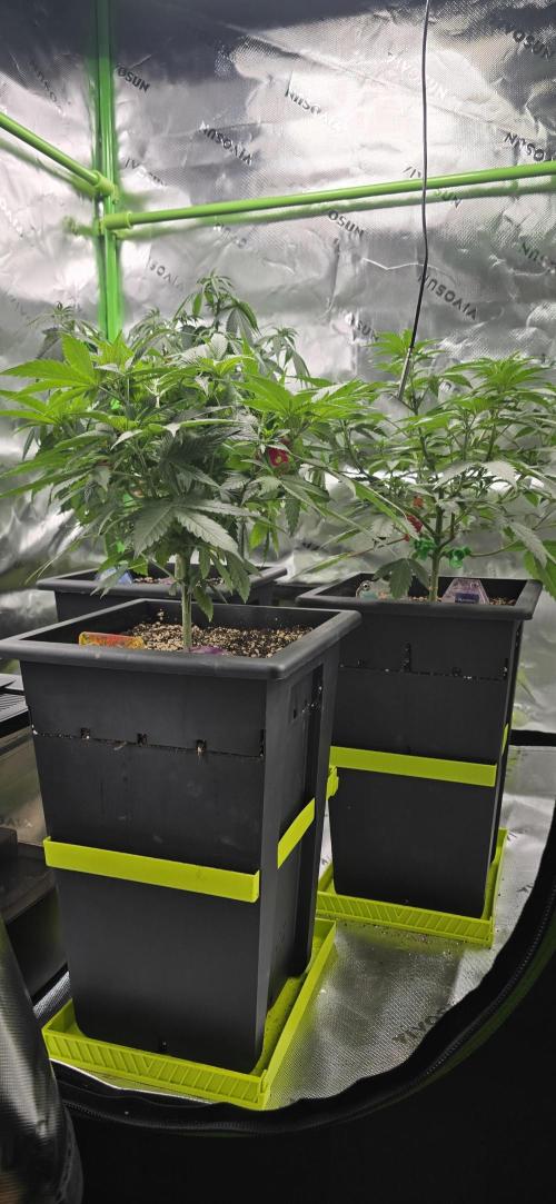 TropicanaCookies, LemonMuffin, TrueMints. Week 7