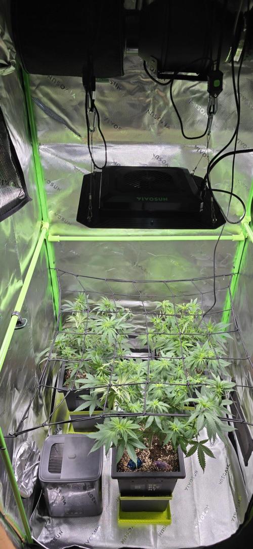 TropicanaCookies, LemonMuffin, TrueMints. Week 8