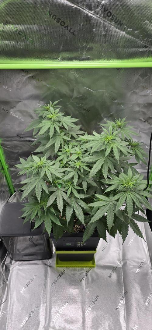 TropicanaCookies, LemonMuffin, TrueMints. Week 8