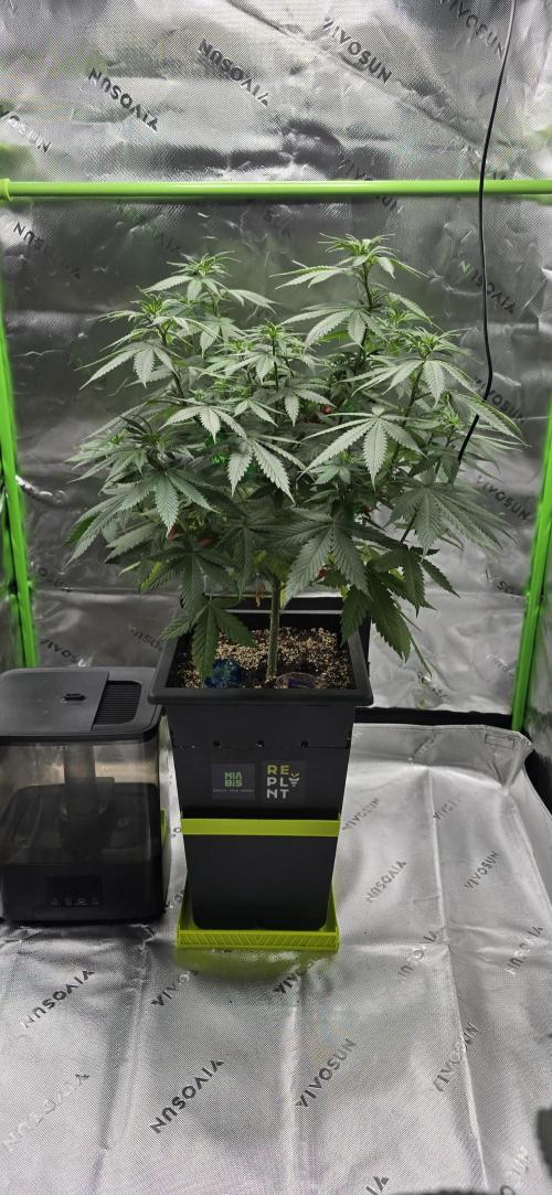 TropicanaCookies, LemonMuffin, TrueMints. Week 8